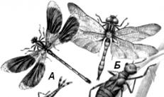 Інфраклас Давньокрилі (Palaeoptera)