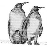 Pingvini sa Antarktika: opis
