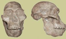 Njerëzit e parë, gjeologë, fosile, Ramapithecus, Australopithecus, Homo habilis, Homo erectus, Homo sapiens, Homo sapiens neanderthalensis, galeria e paraardhësve, zbutja e zjarrit
