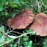 Jestive i lažne gljive koje rastu na drveću