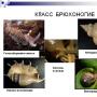 Gastropods Budova.  Biologija na Liceju.  Razred Gastropodi Zagalna karakteristike, biologija, karakteristike
