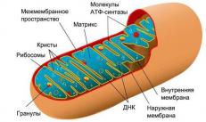 Mitokondritë dhe kloroplastet shfaqen