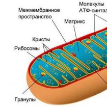 Mitokondri dhe kloroplast i Budova