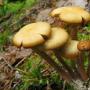 Kërpudha e kërpudhave me perime për dimër