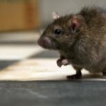 Pasyuk (sivi štakor) Šta jede štakor u prirodi