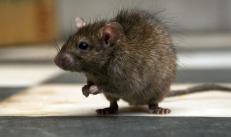 Pasyuk (sivi štakor) Šta jede štakor u prirodi
