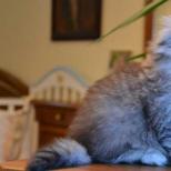 Highland Fold: fotografie de pisică din Scottish Fold Longhair