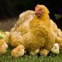 Розведення курчат в домашніх умовах: правила і схеми