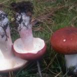 Їстівні гриби хвойних лісів