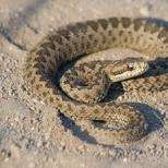 Крим атакують змії або у страху очі великі