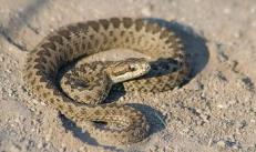 Крим атакують змії або у страху очі великі