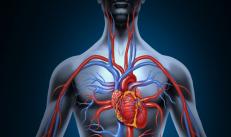 Будова і функції серцево-судинної системи людини - захворювання і препарати для їх лікування