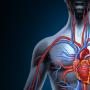 Structura și funcțiile sistemului cardiovascular uman - boli și medicamente pentru tratamentul acestora
