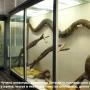 Anaconda uriașă, unde trăiește, din ce se hrănește, este anaconda periculoasă, faptele
