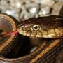 De ce visează șerpii toamna?
